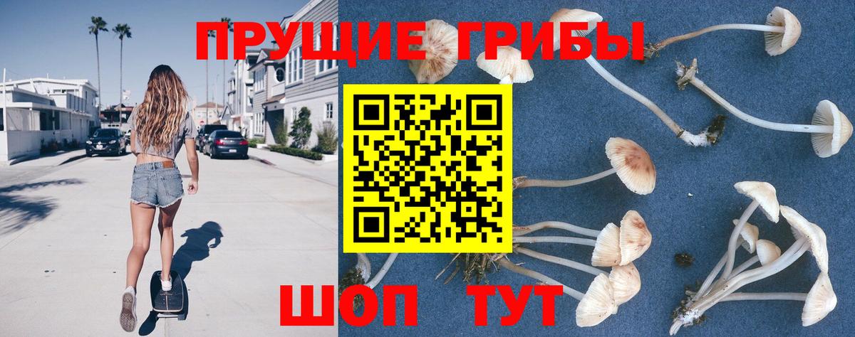 Псилоцибиновые грибы Psilocybe Беслан